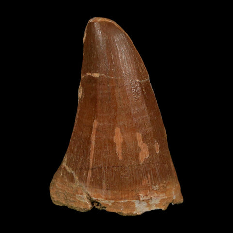 XL 2.3" Tylosaurus Mosasaur Fossil Tooth Cretaceous Dinosaur Era COA, Stand