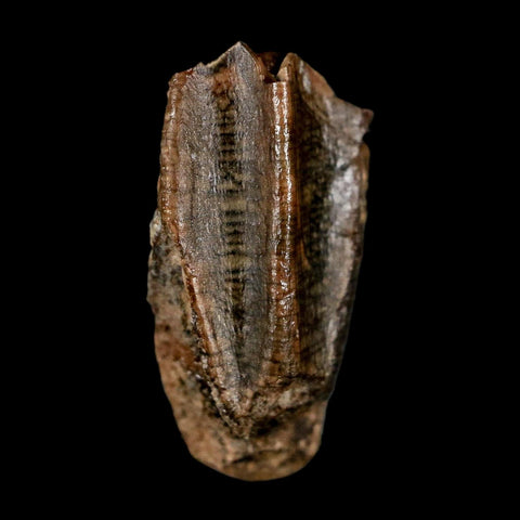 0.6" Lambeosaurus Fossil Tooth Judith River FM MT Cretaceous Dinosaur COA Display