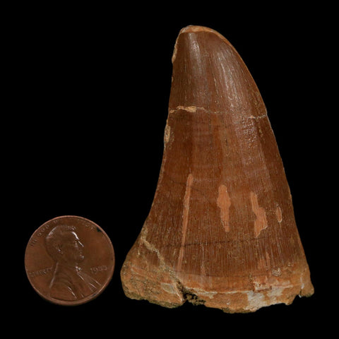 XL 2.3" Tylosaurus Mosasaur Fossil Tooth Cretaceous Dinosaur Era COA, Stand