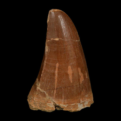 XL 2.3" Tylosaurus Mosasaur Fossil Tooth Cretaceous Dinosaur Era COA, Stand