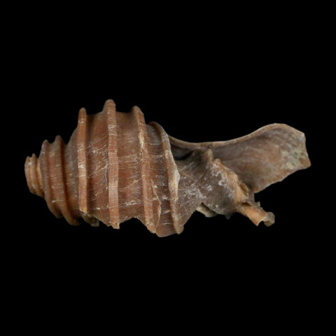 3.1" Ecphora Gardnerae Gastropod Fossil Shell Lee Creek Miocene Epoch North Carolina - Fossil Age Minerals