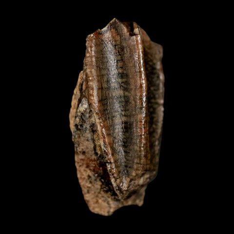 0.6" Lambeosaurus Fossil Tooth Judith River FM MT Cretaceous Dinosaur COA Display