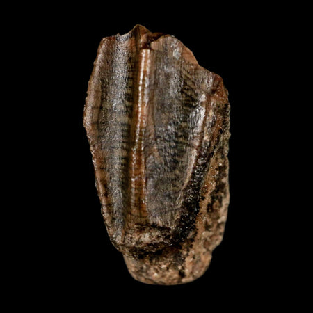 0.6" Lambeosaurus Fossil Tooth Judith River FM MT Cretaceous Dinosaur COA Display