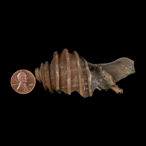 3.1" Ecphora Gardnerae Gastropod Fossil Shell Lee Creek Miocene Epoch North Carolina - Fossil Age Minerals
