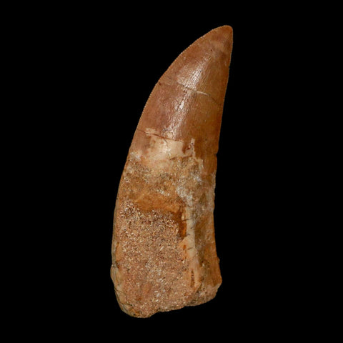 2.4" Carcharodontosaurus Serrated Fossil Tooth Cretaceous Theropod Dinosaur COA - Fossil Age Minerals
