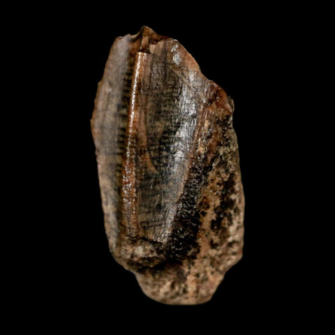 0.6" Lambeosaurus Fossil Tooth Judith River FM MT Cretaceous Dinosaur COA Display