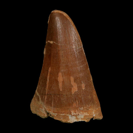 XL 2.3" Tylosaurus Mosasaur Fossil Tooth Cretaceous Dinosaur Era COA, Stand