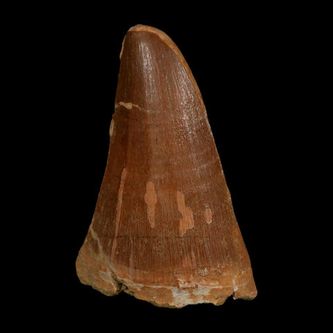 XL 2.3" Tylosaurus Mosasaur Fossil Tooth Cretaceous Dinosaur Era COA, Stand