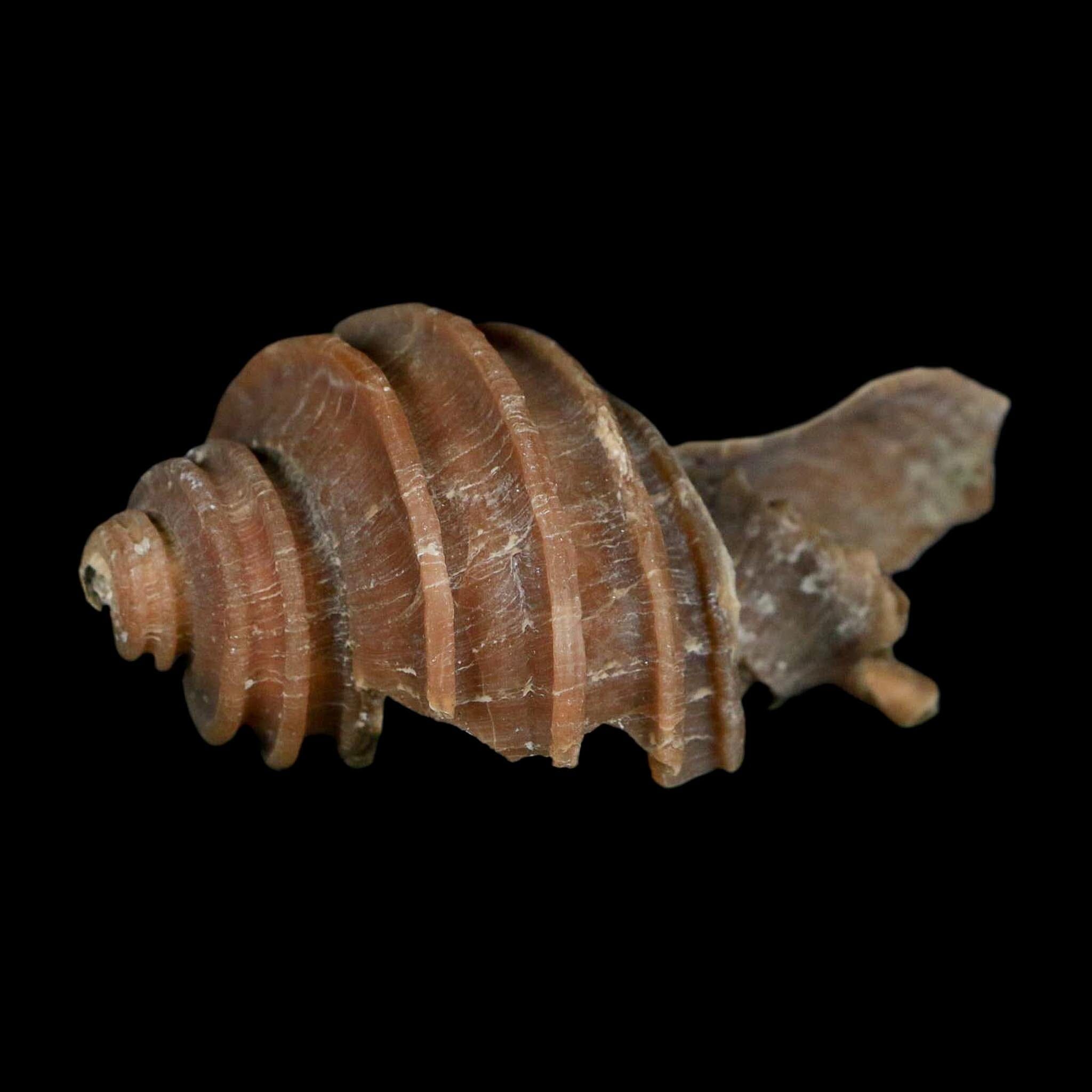 3.1" Ecphora Gardnerae Gastropod Fossil Shell Lee Creek Miocene Epoch North Carolina - Fossil Age Minerals
