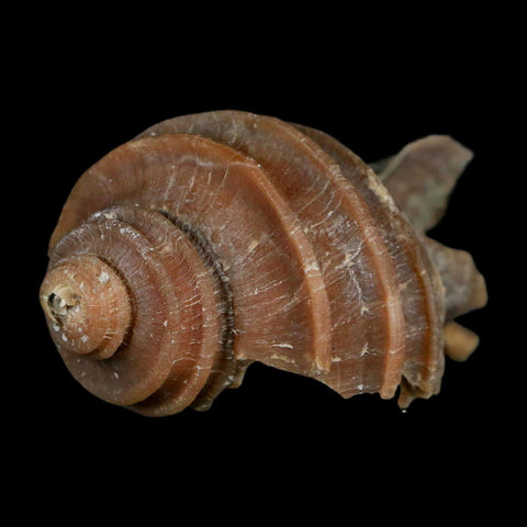 3.1" Ecphora Gardnerae Gastropod Fossil Shell Lee Creek Miocene Epoch North Carolina - Fossil Age Minerals