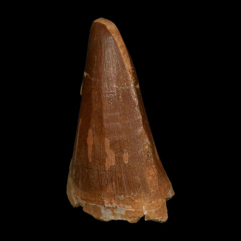 XL 2.3" Tylosaurus Mosasaur Fossil Tooth Cretaceous Dinosaur Era COA, Stand