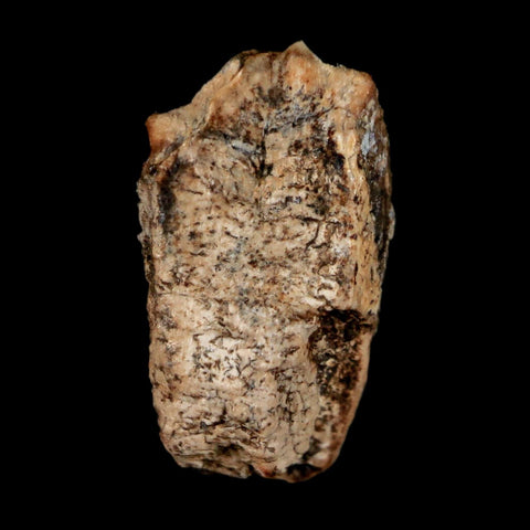 0.6" Lambeosaurus Fossil Tooth Judith River FM MT Cretaceous Dinosaur COA Display