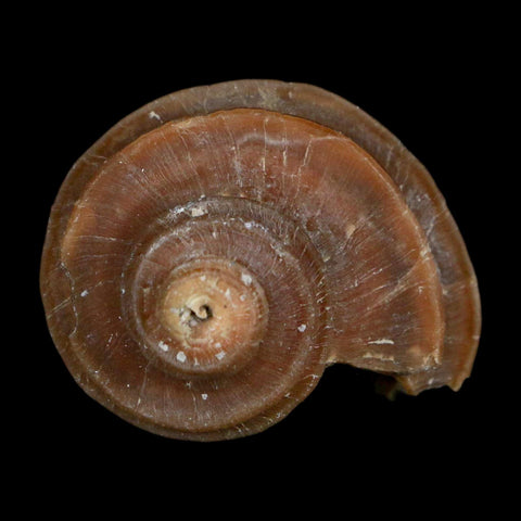 3.1" Ecphora Gardnerae Gastropod Fossil Shell Lee Creek Miocene Epoch North Carolina - Fossil Age Minerals