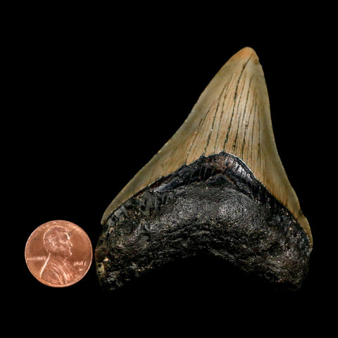 2.9" Quality Megalodon Shark Tooth Serrated Fossil Natural Miocene Age COA