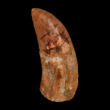 2.4" Carcharodontosaurus Serrated Fossil Tooth Cretaceous Theropod Dinosaur COA