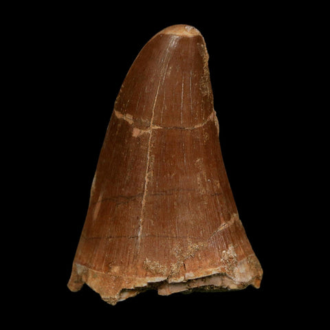 XL 2.3" Tylosaurus Mosasaur Fossil Tooth Cretaceous Dinosaur Era COA, Stand