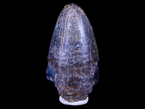 2" Sarcosuchus Imperator Crocodile Fossil Tooth Elrhaz FM Cretaceous Niger COA - Fossil Age Minerals