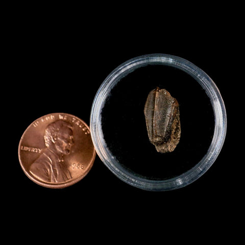 0.6" Lambeosaurus Fossil Tooth Judith River FM MT Cretaceous Dinosaur COA Display