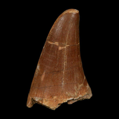 XL 2.3" Tylosaurus Mosasaur Fossil Tooth Cretaceous Dinosaur Era COA, Stand