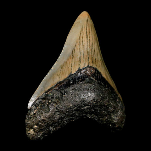 2.9" Quality Megalodon Shark Tooth Serrated Fossil Natural Miocene Age COA