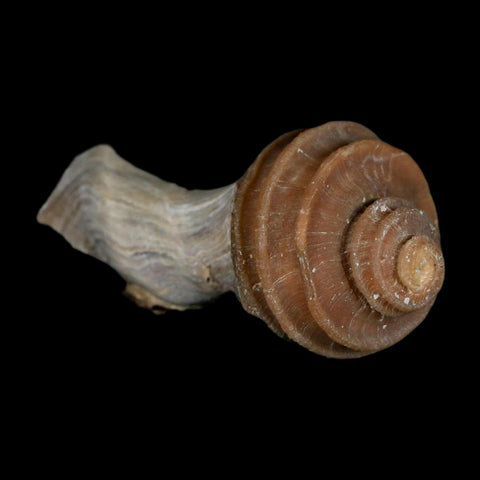 3.1" Ecphora Gardnerae Gastropod Fossil Shell Lee Creek Miocene Epoch North Carolina - Fossil Age Minerals