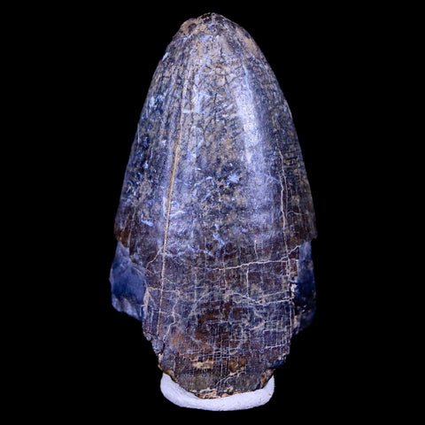 2" Sarcosuchus Imperator Crocodile Fossil Tooth Elrhaz FM Cretaceous Niger COA - Fossil Age Minerals