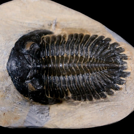 2.5" Metacanthina Issoumourensis Trilobite Fossil Devonian Age 400 Mil Yrs Old COA