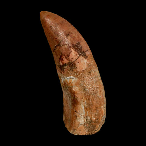 2.4" Carcharodontosaurus Serrated Fossil Tooth Cretaceous Theropod Dinosaur COA - Fossil Age Minerals