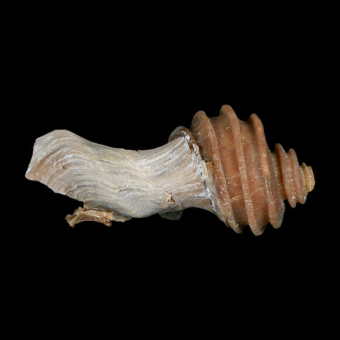 3.1" Ecphora Gardnerae Gastropod Fossil Shell Lee Creek Miocene Epoch North Carolina - Fossil Age Minerals