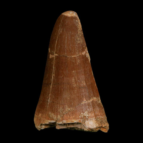 XL 2.3" Tylosaurus Mosasaur Fossil Tooth Cretaceous Dinosaur Era COA, Stand