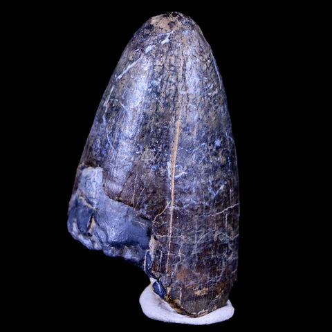 2" Sarcosuchus Imperator Crocodile Fossil Tooth Elrhaz FM Cretaceous Niger COA - Fossil Age Minerals