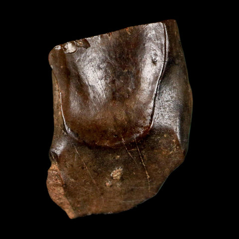 0.6" Triceratops Fossil Tooth Lance Creek FM Cretaceous Dinosaur WY COA Display - Fossil Age Minerals