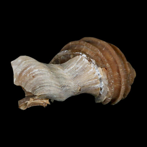 3.1" Ecphora Gardnerae Gastropod Fossil Shell Lee Creek Miocene Epoch North Carolina - Fossil Age Minerals