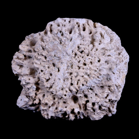 1.9" Glyptodon Fossil Osteoderm Scute Plate Bony Armor Pliocene Age Uruguay COA