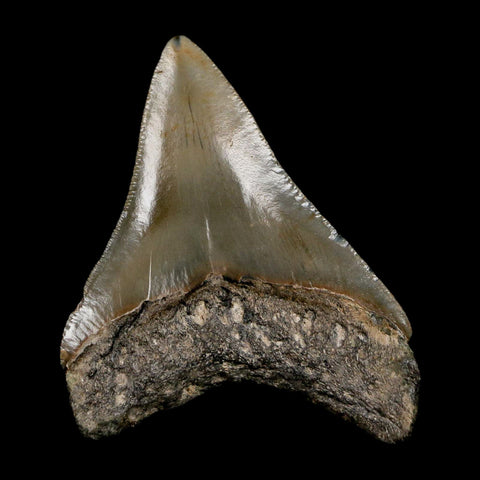 2.9" Quality Megalodon Shark Tooth Serrated Fossil Natural Miocene Age COA