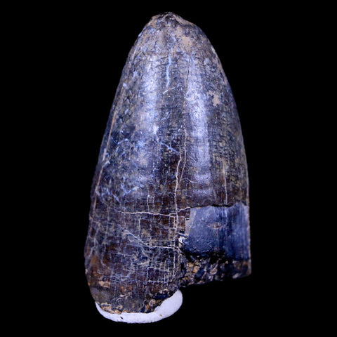 2" Sarcosuchus Imperator Crocodile Fossil Tooth Elrhaz FM Cretaceous Niger COA - Fossil Age Minerals