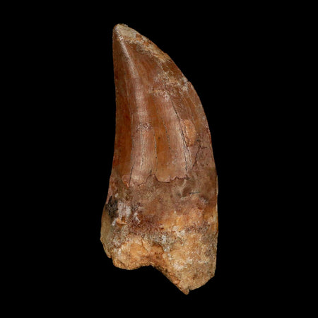 XL 3.1" Carcharodontosaurus Serrated Fossil Tooth Cretaceous Theropod Dinosaur COA