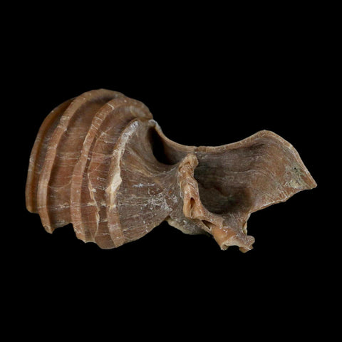 3.1" Ecphora Gardnerae Gastropod Fossil Shell Lee Creek Miocene Epoch North Carolina - Fossil Age Minerals