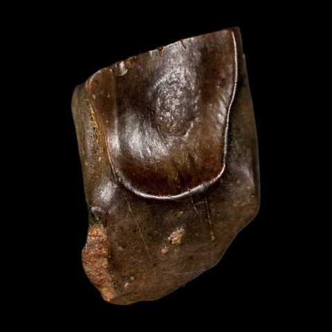 0.6" Triceratops Fossil Tooth Lance Creek FM Cretaceous Dinosaur WY COA Display - Fossil Age Minerals