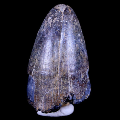 2" Sarcosuchus Imperator Crocodile Fossil Tooth Elrhaz FM Cretaceous Niger COA - Fossil Age Minerals