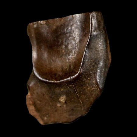 0.6" Triceratops Fossil Tooth Lance Creek FM Cretaceous Dinosaur WY COA Display