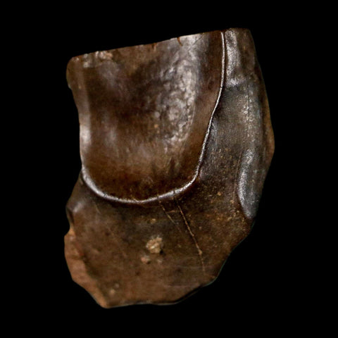 0.6" Triceratops Fossil Tooth Lance Creek FM Cretaceous Dinosaur WY COA Display - Fossil Age Minerals