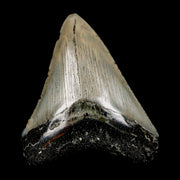 3.3" Quality Megalodon Shark Tooth Serrated Fossil Natural Miocene Age COA