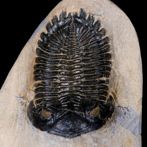 2.5" Metacanthina Issoumourensis Trilobite Fossil Devonian Age 400 Mil Yrs Old COA - Fossil Age Minerals