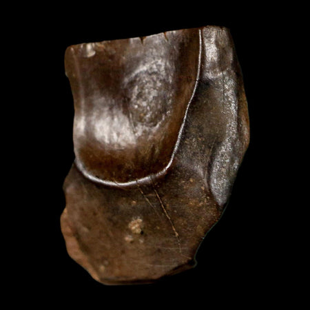 0.6" Triceratops Fossil Tooth Lance Creek FM Cretaceous Dinosaur WY COA Display