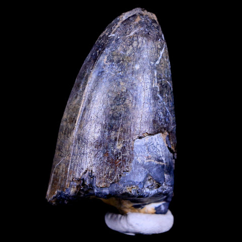 2" Sarcosuchus Imperator Crocodile Fossil Tooth Elrhaz FM Cretaceous Niger COA - Fossil Age Minerals