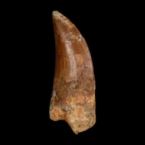 XL 3.1" Carcharodontosaurus Serrated Fossil Tooth Cretaceous Theropod Dinosaur COA - Fossil Age Minerals