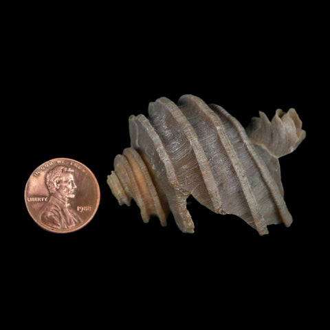 2" Ecphora Gardnerae Gastropod Fossil Shell Lee Creek Miocene Epoch North Carolina - Fossil Age Minerals