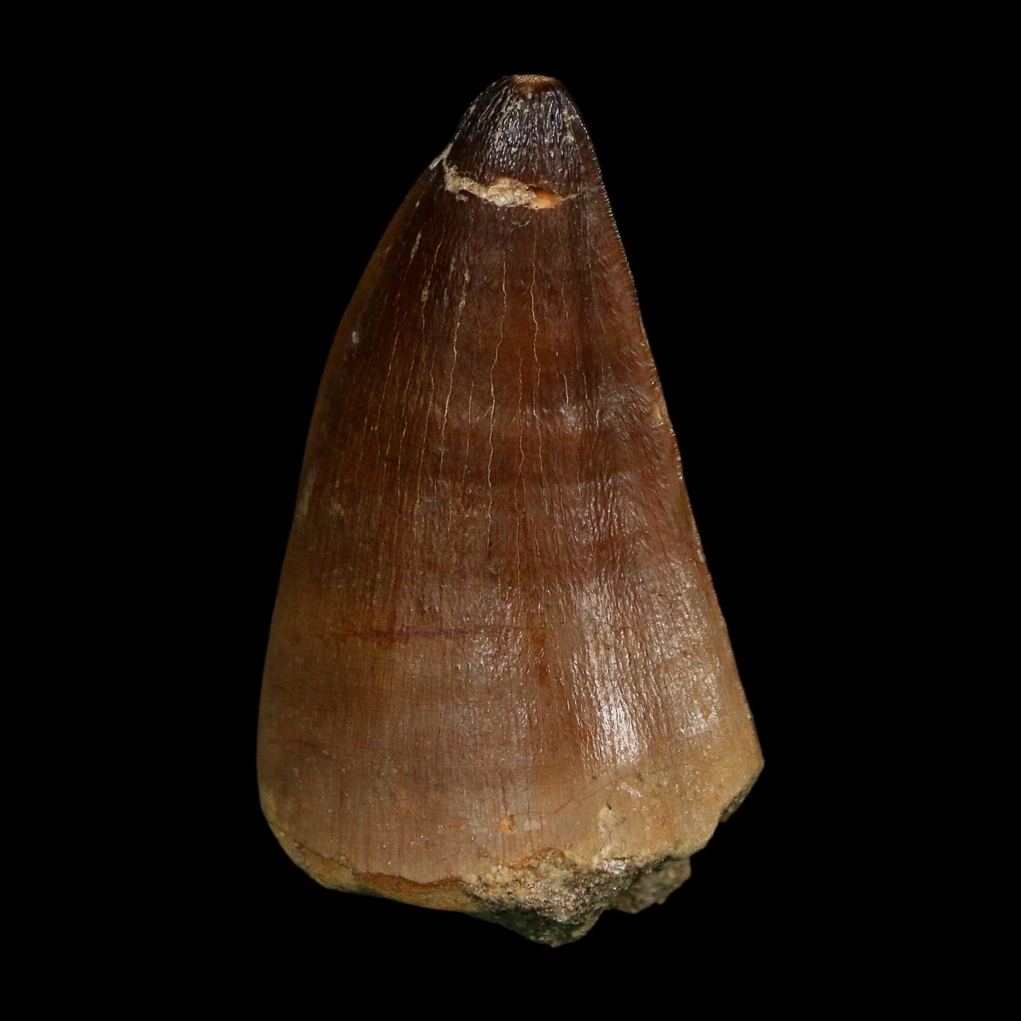 XL 2.3" Mosasaur Prognathodon Fossil Tooth Cretaceous Dinosaur Era COA, Stand - Fossil Age Minerals