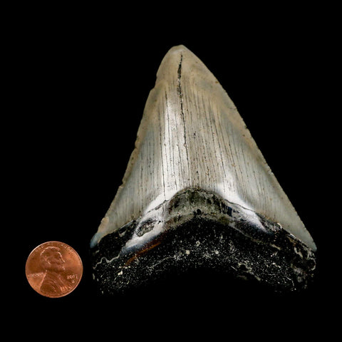 3.3" Quality Megalodon Shark Tooth Serrated Fossil Natural Miocene Age COA